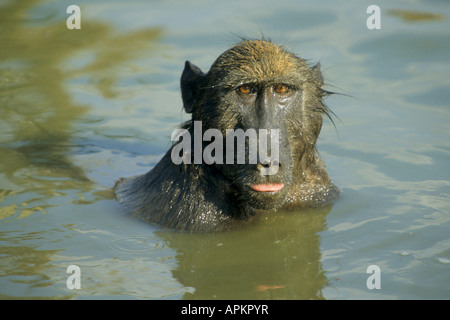 Chacma Barbonn, Anubius Pavian, Oliven Pavian (Papio Ursinus, Papio Cynocephalus Ursinus), im Wasser Stockfoto