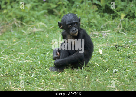 Bonobo, pygmy Schimpanse (Pan Paniscus), junge einzelne sitzen auf Wiese Stockfoto