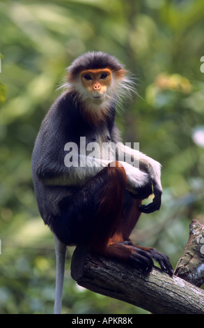rot-Schaft-Douc Languren, Taube Languren (Pygathrix Nemaeus), sitzen auf Baum, Vietnam Stockfoto