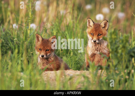 Rotfuchs (Vulpes Vulpes), zwei junge Füchse sitzt in der Höhle, Deutschland, Sachsen-Anhalt, Harz Stockfoto