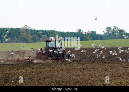 Möwen folgen Bauer, als er ein Michigan-Feld in der Vorbereitung für Anbau von Weizen Pflüge Stockfoto
