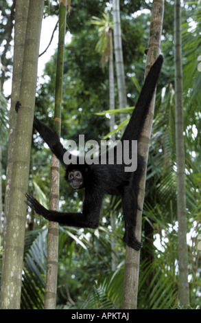 schwarzer Klammeraffe (Ateles Paniscus), Klettern am Baum Stockfoto