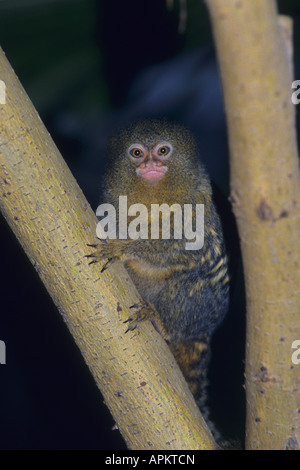 Zwergseidenäffchen (Cebuella Pygmaea), auf Ast Stockfoto