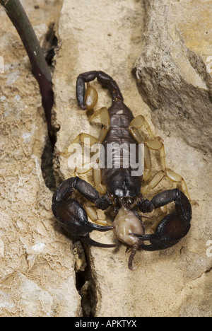 Italienischer Skorpion (Euscorpius Italicus), speist Skorpion anderen kleineren Skorpion, Pylos, Messinien, Peloponnes, Griechenland Stockfoto