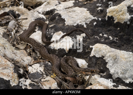 Montpellier Schlange (Malpolon Monspessulanus Insignitus), Juvenile, Pylos, Messinien, Peloponnes, Griechenland Stockfoto