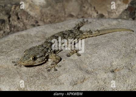 gemeinsame Wand Gecko, maurischer Gecko (Tarentola Mauritanica), regenerierte Schwanz, Patras, Griechenland, Peloponnes Stockfoto