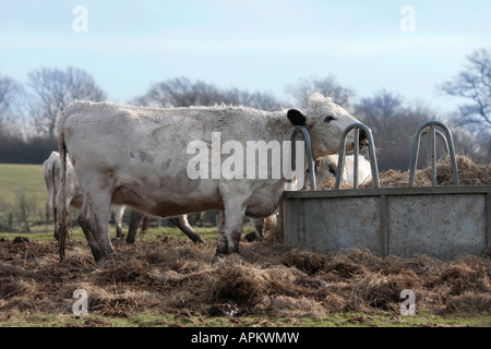 British-Weiß-Färber, der im Winter in West Sussex, England, Heu von einem großen runden Metallzubringer auf dem Feld isst. Stockfoto