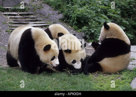 großer Panda (Ailuropoda Melanoleuca), station vier Personen in der Krankenpflege Wolong, China, Sichuan Stockfoto