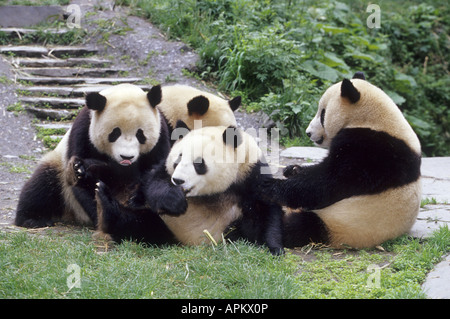 großer Panda (Ailuropoda Melanoleuca), station vier Personen in der Krankenpflege Wolong, China, Sichuan Stockfoto