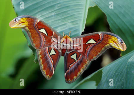 Atlas-Motte (Attacus Atlas), sitzt auf einem Blatt Stockfoto