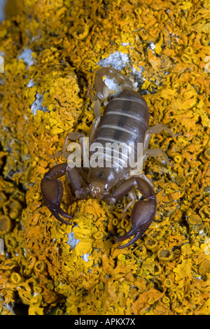 Italienischer Skorpion (Euscorpius Italicus), auf gelbe Flechten, Griechenland, Krpathos Stockfoto