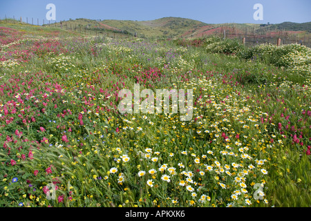 Frühlingsblumen im Feld Stockfoto