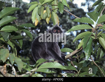 gebändert, Blatt Affen, schwarz-crested Blatt-Affen, Surili (Presbytis Melalophos), graue Variante Stockfoto