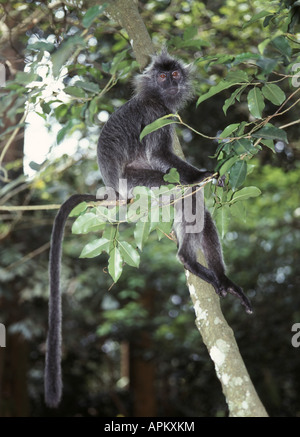 gebändert, Blatt Affen, schwarz-crested Blatt-Affen, Surili (Presbytis Melalophos), graue Variante Stockfoto