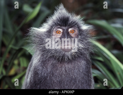 gebändert, Blatt Affen, schwarz-crested Blatt-Affen, Surili (Presbytis Melalophos), graue Variante, portrait Stockfoto