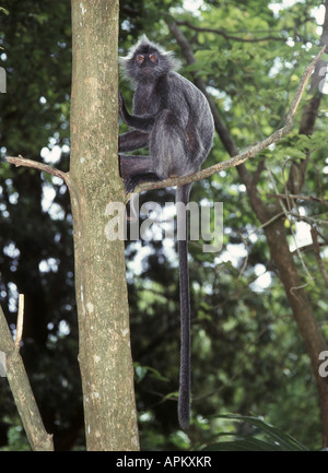 gebändert, Blatt Affen, schwarz-crested Blatt-Affen, Surili (Presbytis Melalophos), graue Variante Stockfoto