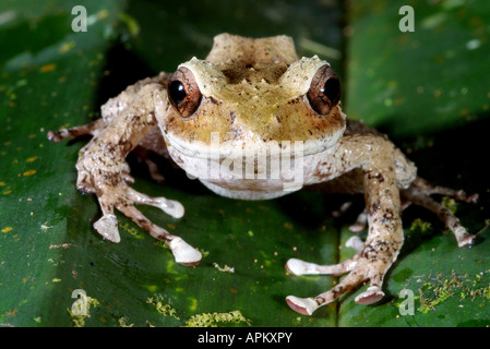 Fidschi-Laubfrosch (Platymantis Vitiensis) sitzt auf einem Blatt Stockfoto