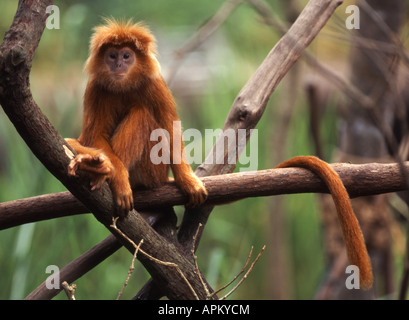 gebänderten Blatt Affe, schwarz-crested Blatt-Affe, Surili (Presbytis Melalophos), auf Ast Stockfoto