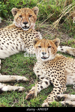 Gepard (Acinonyx Jubatus), Welpen Stockfoto