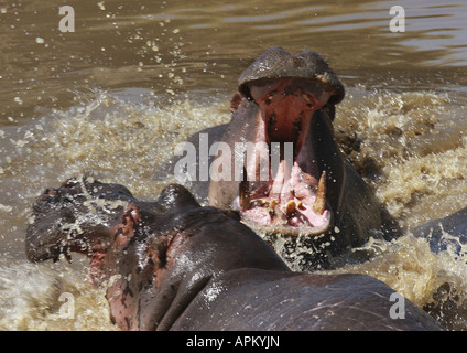 Nilpferd, Nilpferd, gemeinsame Flusspferd (Hippopotamus Amphibius), drohende Geste, Kenia, Masai Mara Nationalpark Stockfoto