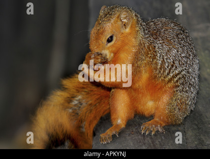 Roter Busch Eichhörnchen, Rotbauch-Küste Eichhörnchen (Paraxerus Palliatus), Pflege von Fell, Kenia, Shimba Hills Nationalpark Stockfoto