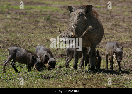 Cape Warzenschwein, Somali Warzenschwein, Wüste Warzenschwein (Phacochoerus Aethiopicus), mit Runts, Kenia, Masai Mara Nationalpark Stockfoto