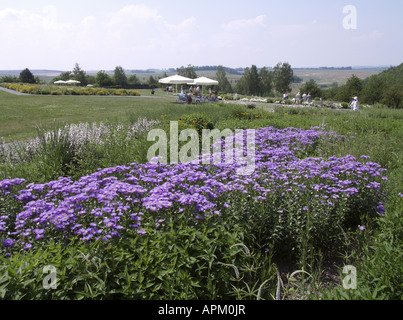 Aster (Aster spec.), BUGA 2007, Bundesrepublik Garten Ausstellung 2007 Gera und Ronneburg, Bundesgartenschau, Deutschland, Ronneburg Stockfoto