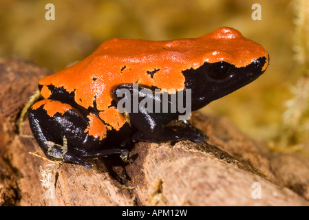 Spritzschutz Poison Dart Frog (Dendrobates Galactonotus) Stockfoto