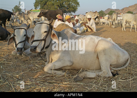 Rinder auf der Pushkar Kamel Messe in Indien Stockfoto