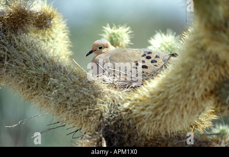 Sonora-Wüste - South West Arizona - USA Mourning Dove Zenaida Macroura nisten auf Kakteen Stockfoto