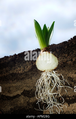 Querschnitt durch eine Blumenzwiebel Stockfoto