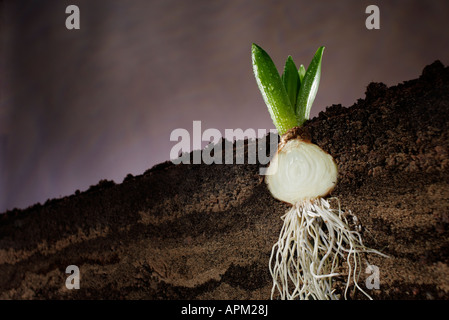 Querschnitt einer Hyazinthe Glühbirne Stockfoto