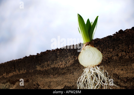 Querschnitt einer Hyazinthe Glühbirne Stockfoto