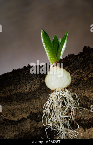 Querschnitt einer Hyazinthe Glühbirne Stockfoto