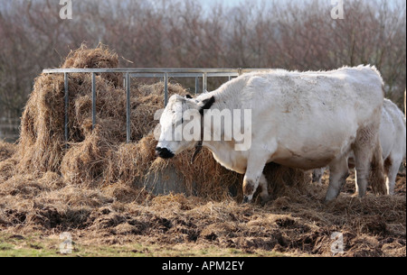 Britischer Weißer Färber, der im Winter in West Sussex, England, einen Lederkragen trägt, der Heu von einem großen runden Metallzubringer auf dem Feld isst. Stockfoto