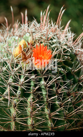 Sonora-Wüste - South West Arizona - USA Barrel cactus Stockfoto