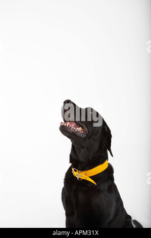 Schwarze Labrador Hund portrait Stockfoto