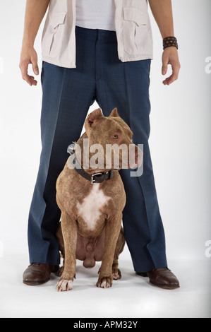 Eigentümer mit Pitbull Hund Stockfoto