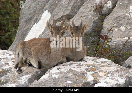 Spanische Steinbock Capra Pyrenaica weibliche ruht mit Rehkitz auf Felsen Torcal de Antequera natürlichen Park Málaga Provinz Spanien Stockfoto