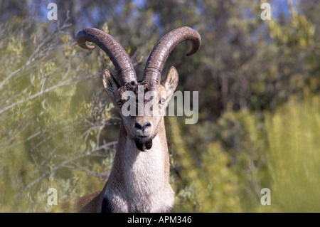 Spanische Steinbock Capra Pyrenaica männlichen Málaga Provinz Spanien Stockfoto