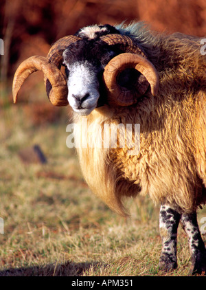 RAM der schwarzen konfrontiert Schafe Stockfoto