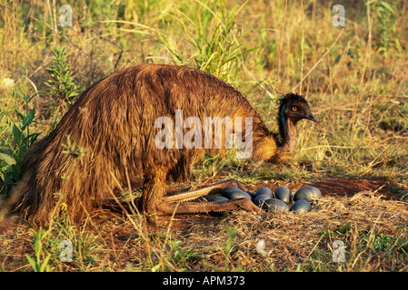 EMU Dromaius Novaehollandiae männlichen Bewachung Nest mit Eiern Queensland Australien Stockfoto