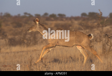 Größere Kudu Tragelaphus strepsiceros Stockfoto