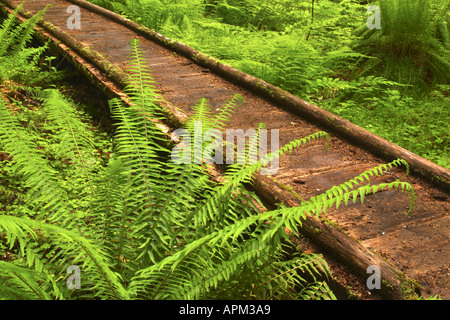 Promenade-Trail durch uralten gemäßigten Regenwald Sol Duc River Valley Olympic Nationalpark Washington USA Stockfoto