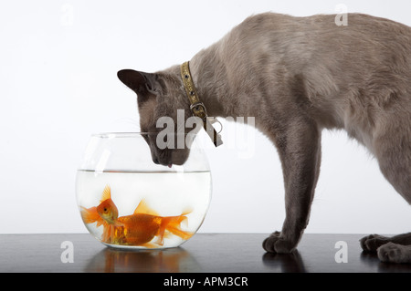 Siamkatze neben einem Fisch in eine Schüssel geben Stockfoto