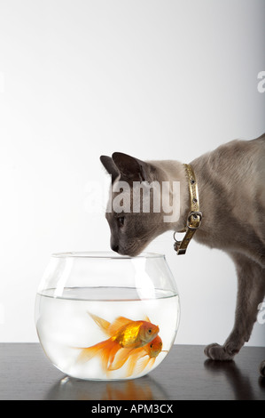 Siamkatze neben einem Fisch in eine Schüssel geben Stockfoto