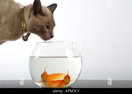 Siamkatze neben einem Fisch in eine Schüssel geben Stockfoto