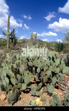 Sonora-Wüste - South West Arizona - USA Stachelige Birne und Saguaro Kakteen Stockfoto