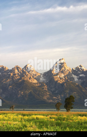 Wildblumenwiese unterhalb der Grand Teton in den frühen Morgenstunden Grand Teton National Park Teton County Wyoming USA Stockfoto