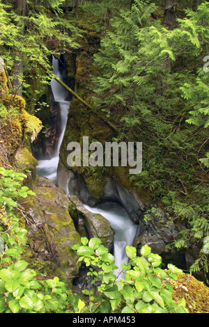 Leiter Creek fällt Newhalem Seattle Stadt Licht Unternehmen Ross See National Recreation Area Whatcom County Washington USA Stockfoto